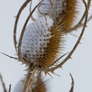 1as